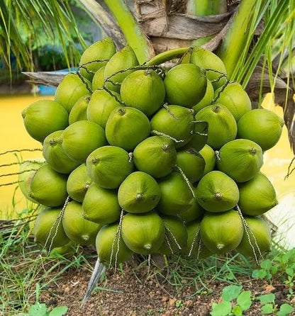 Vietnum Hybrid Coconut Fruit Plant - Naturemart.online