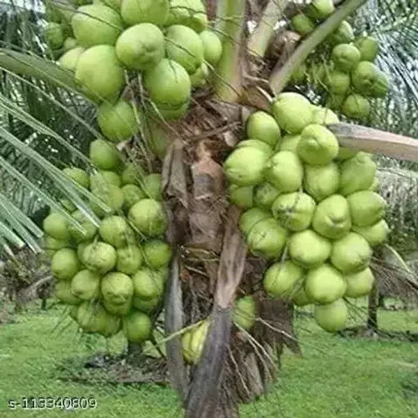 Vietnum Hybrid Coconut Fruit Plant - Naturemart.online