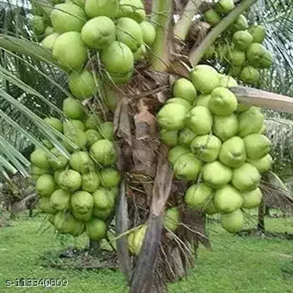 Vietnum Hybrid Coconut Fruit Plant - Naturemart.online