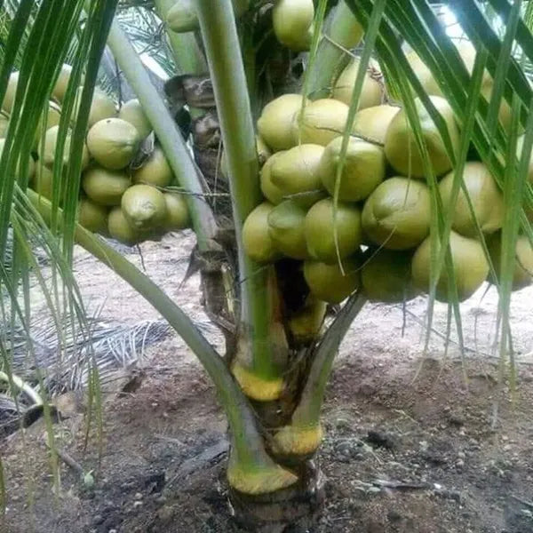 Vietnum Hybrid Coconut Fruit Plant - Naturemart.online