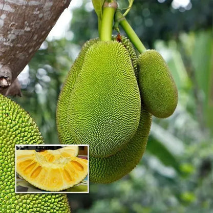 Thai All Time Jack Fruit Plant - Naturemart.online