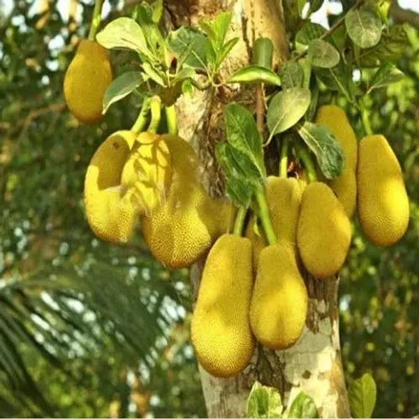 Thai All Time Jack Fruit Plant - Naturemart.online