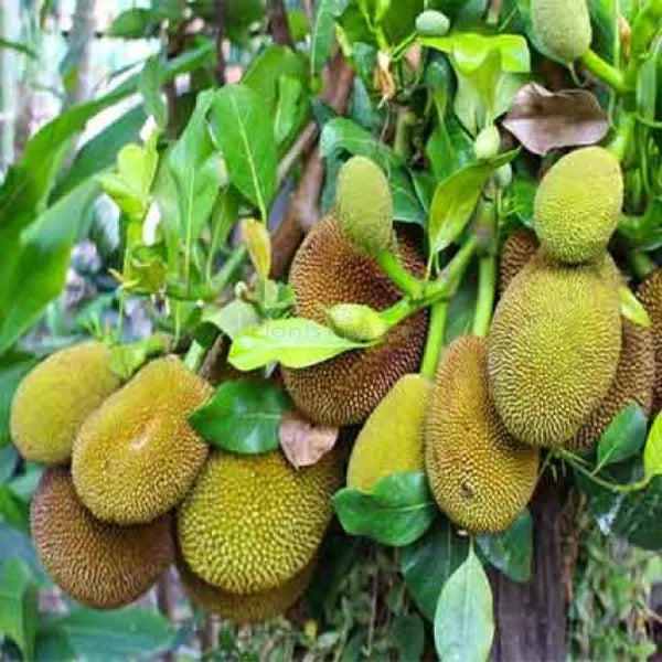 Thai All Time Jack Fruit Plant - Naturemart.online