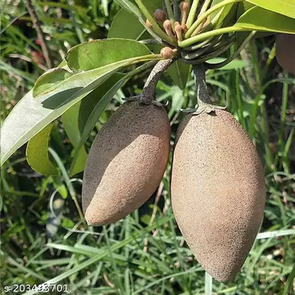 Thai Chiku Grafted Fruit Plant - Naturemart.online