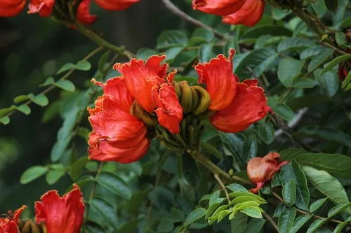 African Tulip Flower Plants