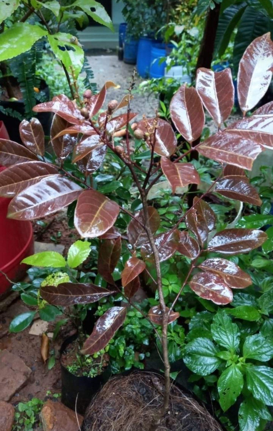 Rubi Ranghon Fruit Plant Grafted - Naturemart.online