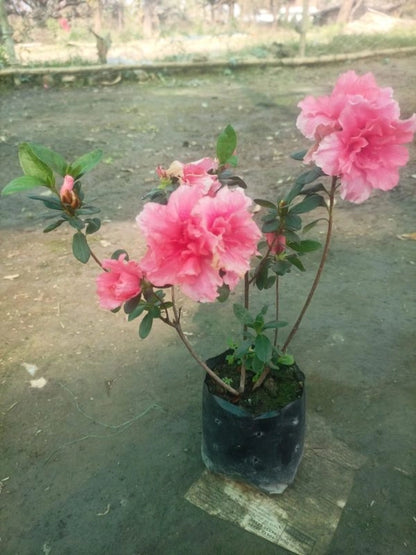 Azalea Flower Plant (Pink Colour) - Naturemart.online