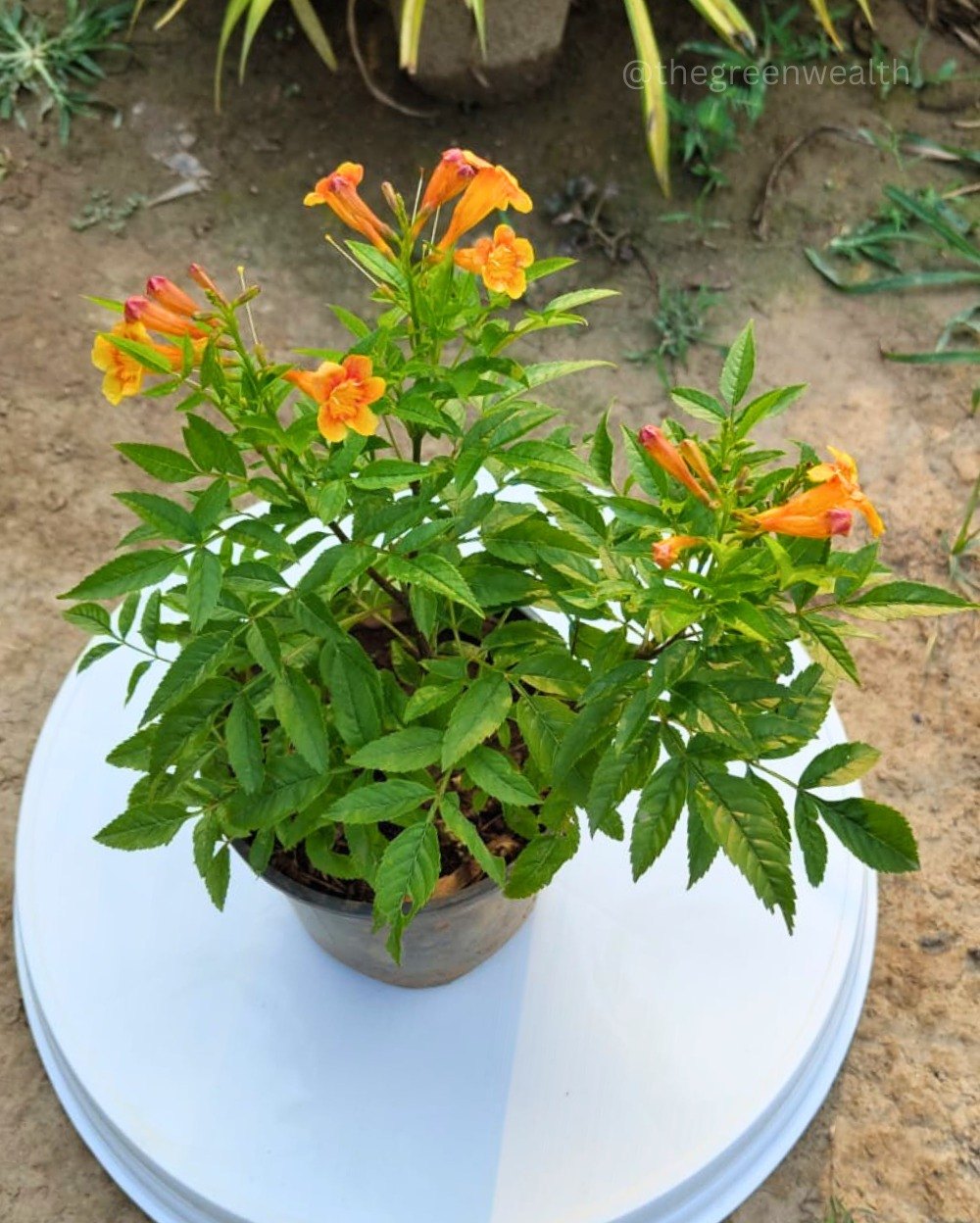 Tecoma Orange Vine Flowers Plant - Naturemart.online