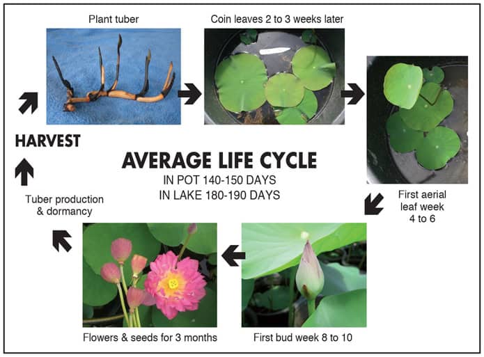 Rare Eos Lotus – Micro Variety Tuber (Pack of 1)