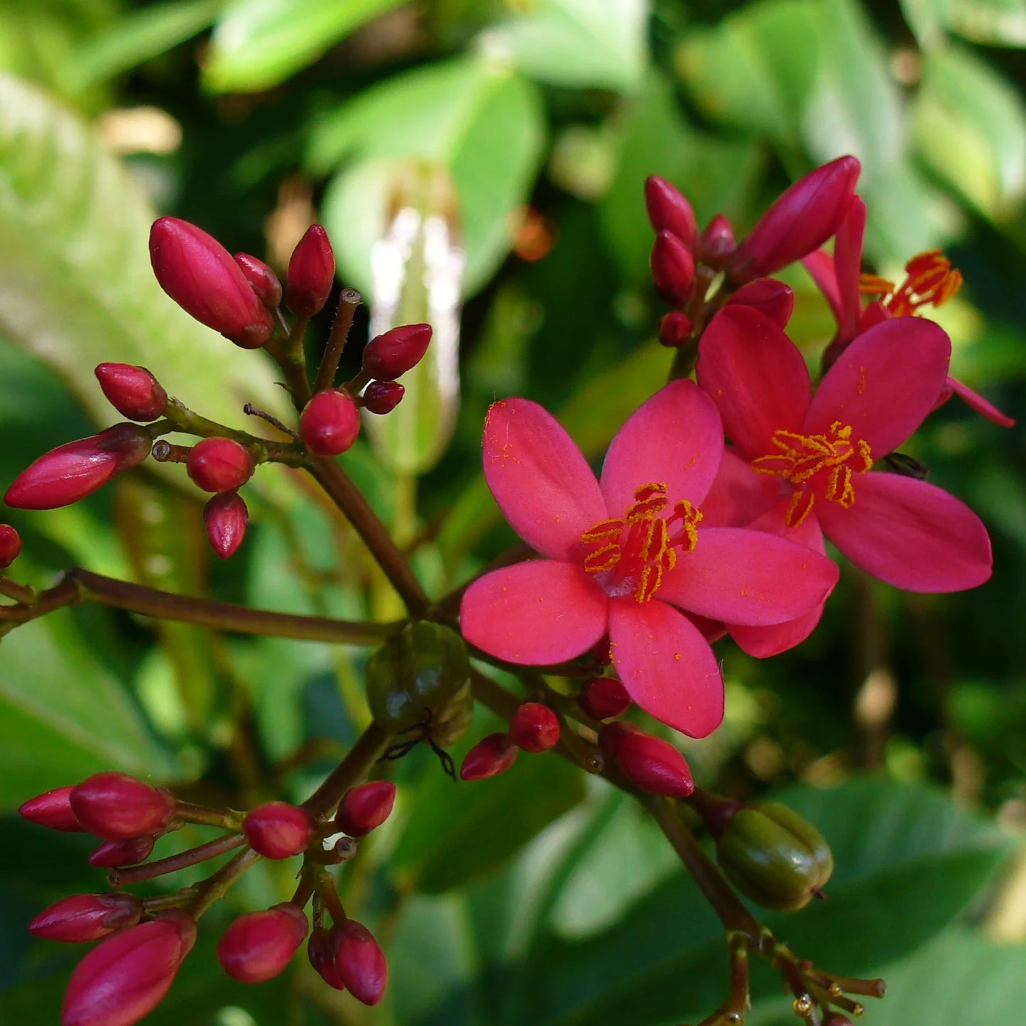 Jatropha Flowers Plant For Gardening - Naturemart.online