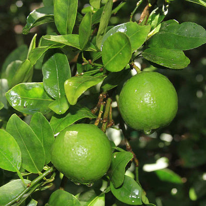 Table Lemon Fruit Plant