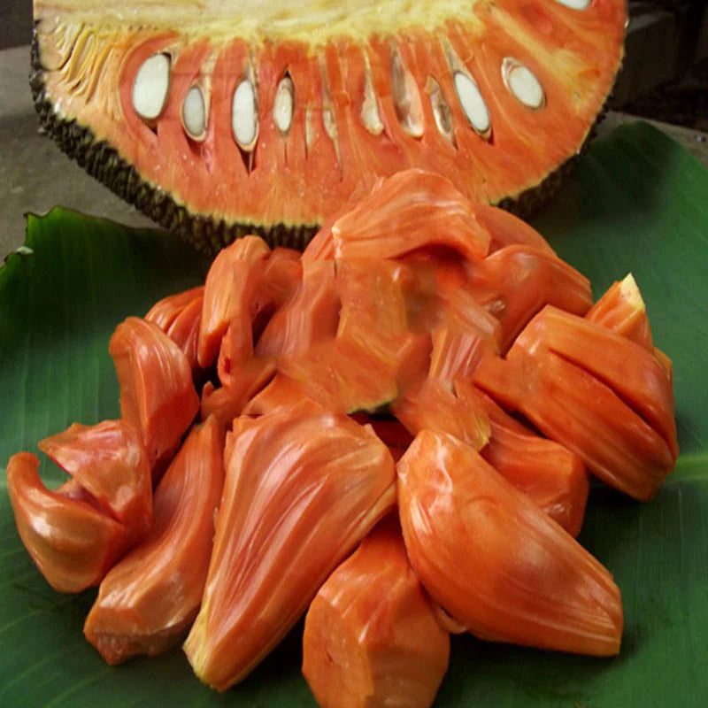 All Time Red Jack-Fruit Grafting Plants - Naturemart.online