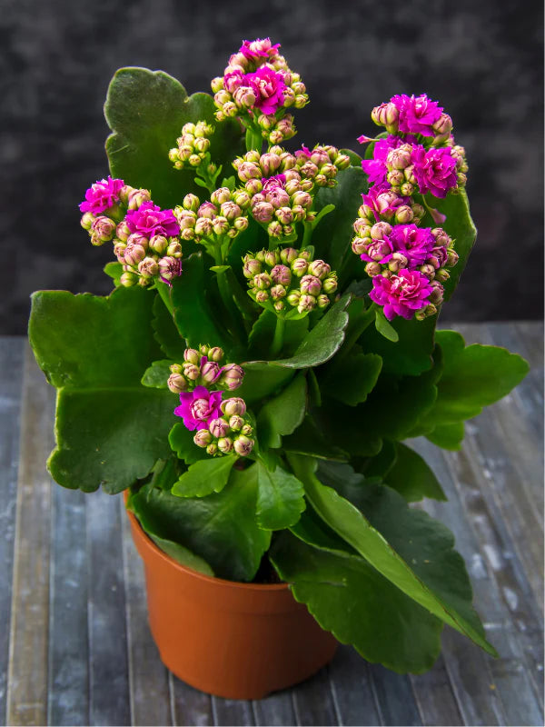 Florist Kalanchoe Flowers Plants (Pink)