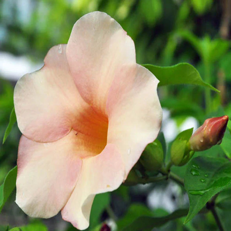 Allamanda Flowers Plant-Pink Colour - Naturemart.online