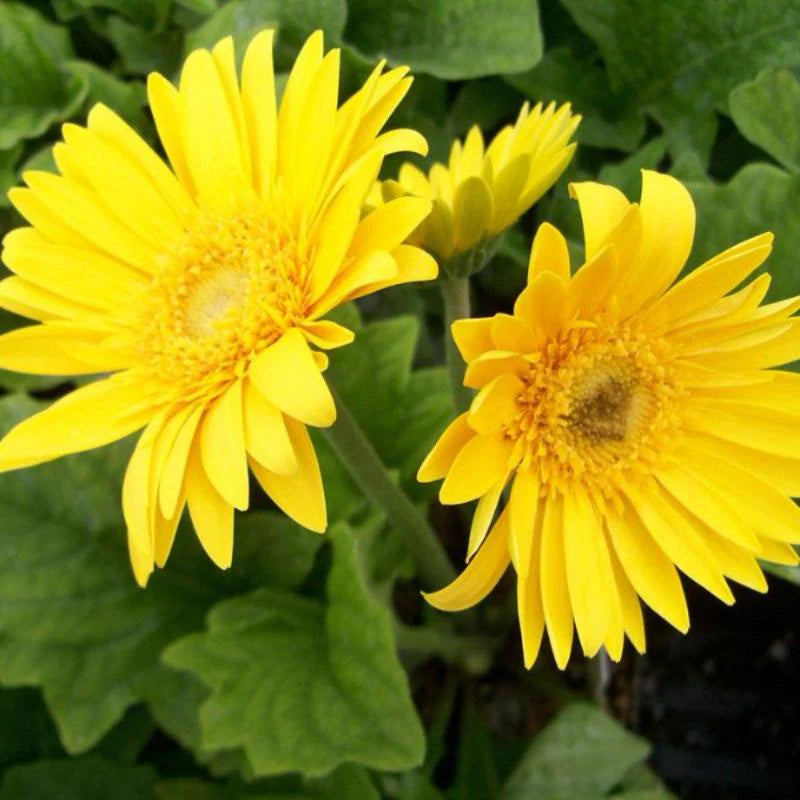 Gerbera  Perennial Flower Plant (Yellow) - Naturemart.online