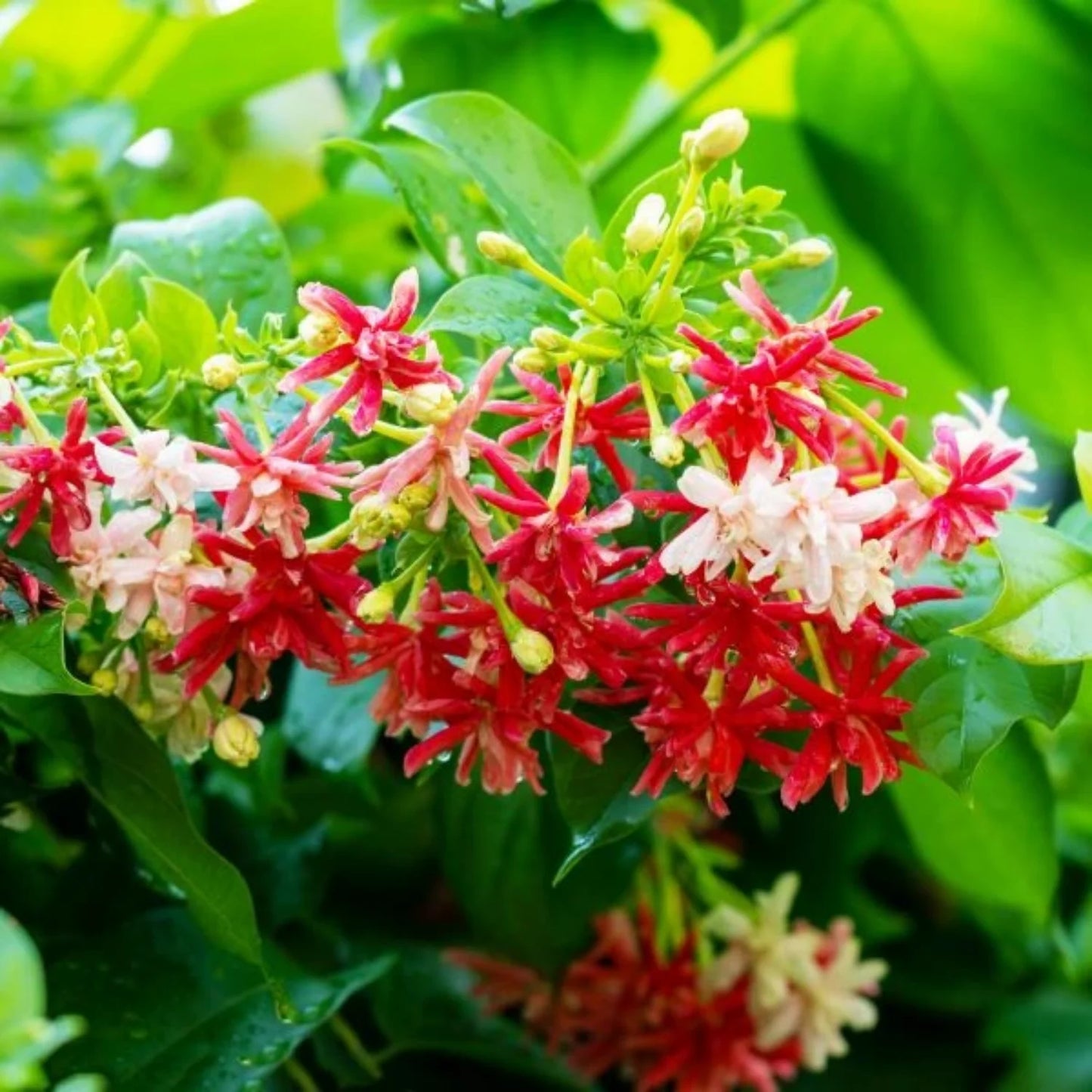 MadhumaltI Combretum Indicum, Rangoon creeper - Naturemart.online