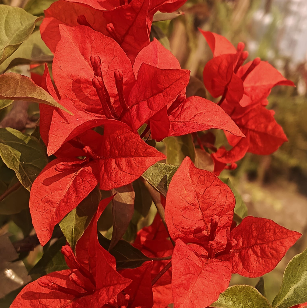 BOUGAINVALLEA FLOWERING PLANT- (FLAME RED)