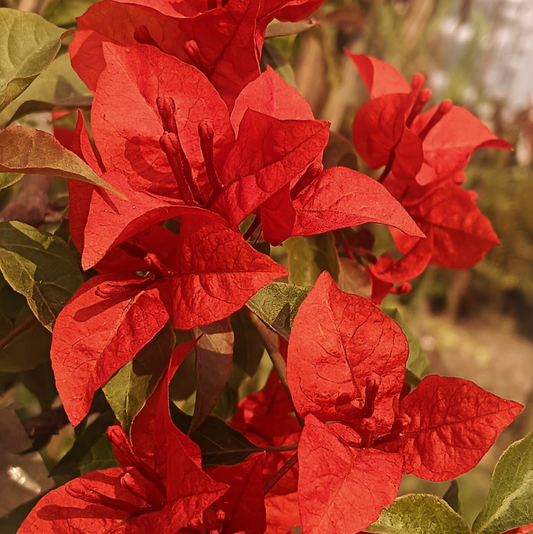 BOUGAINVALLEA FLOWERING PLANT- (FLAME RED)
