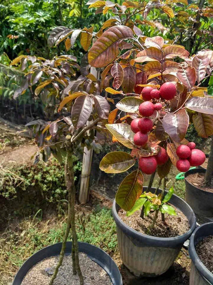 Rubi Ranghon Fruit Plant Grafted - Naturemart.online