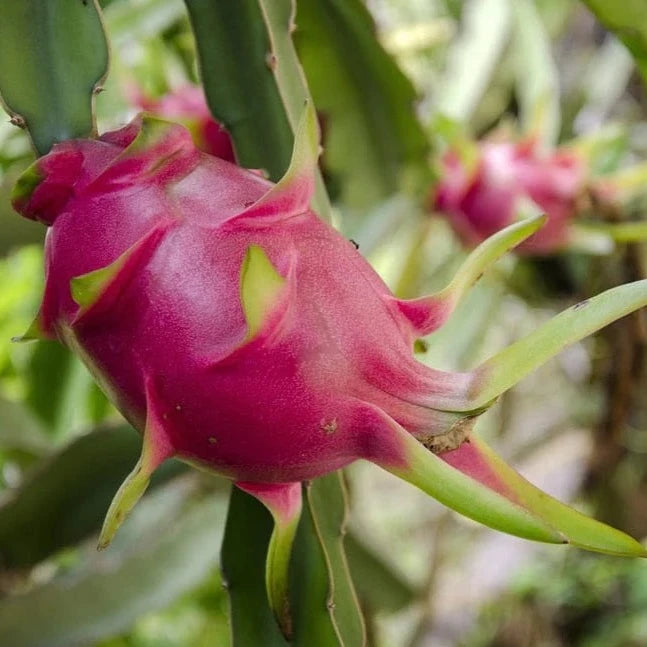 Dragon Fruit Plant For Home Garden - Naturemart.online