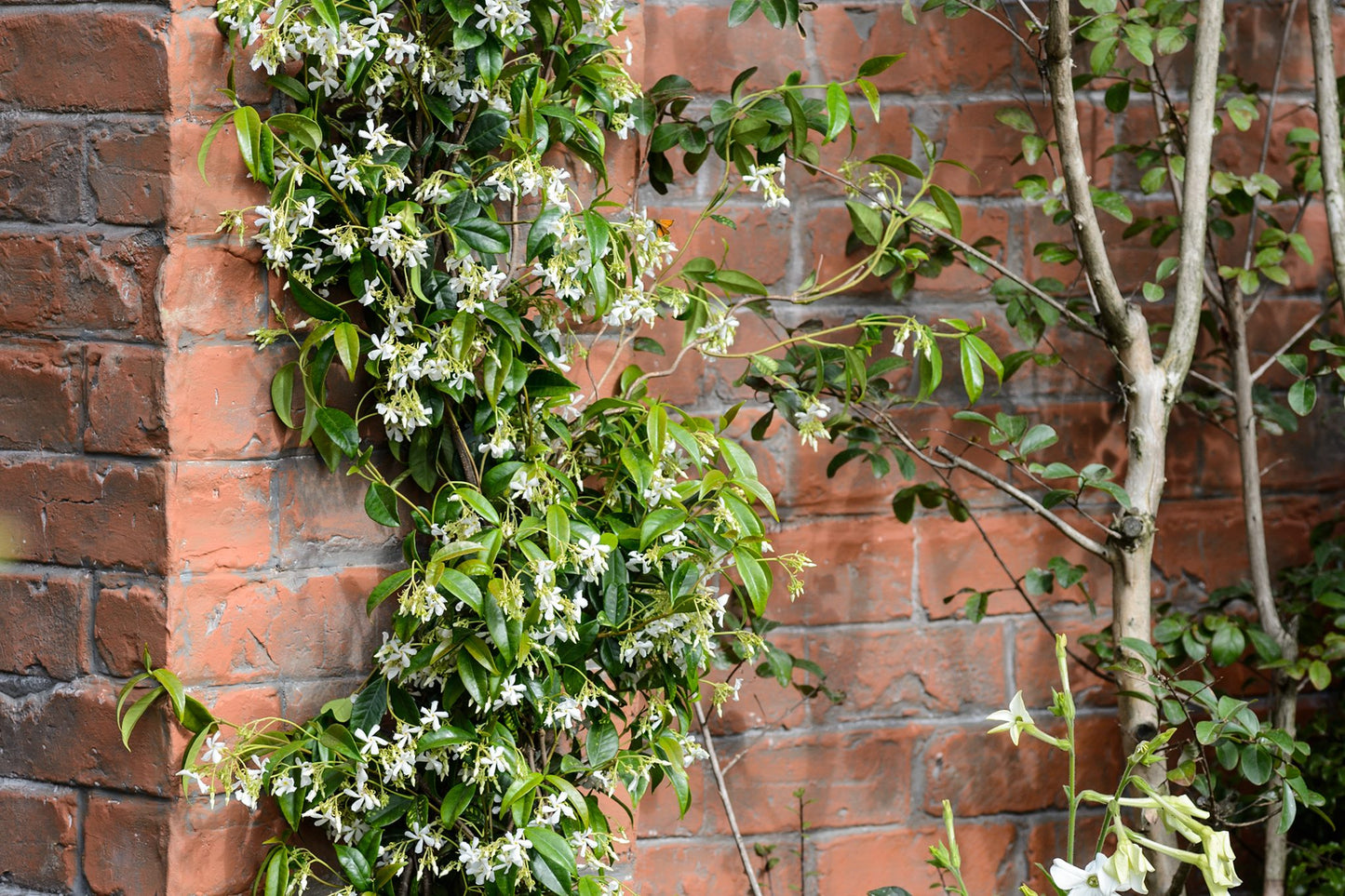 Day creeper  jasmine flower plant