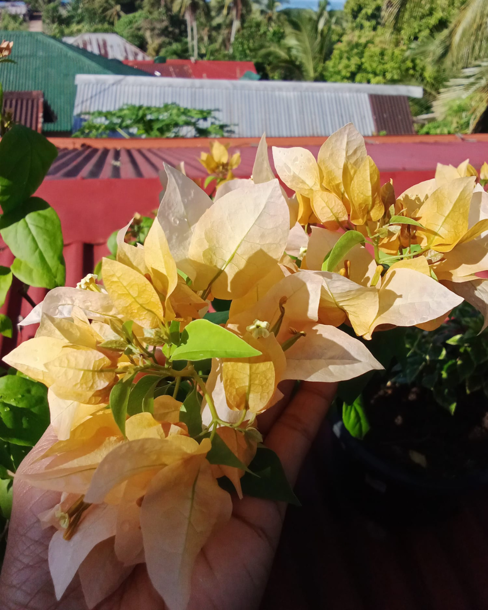 Suvarna Bougainvillea flower plant