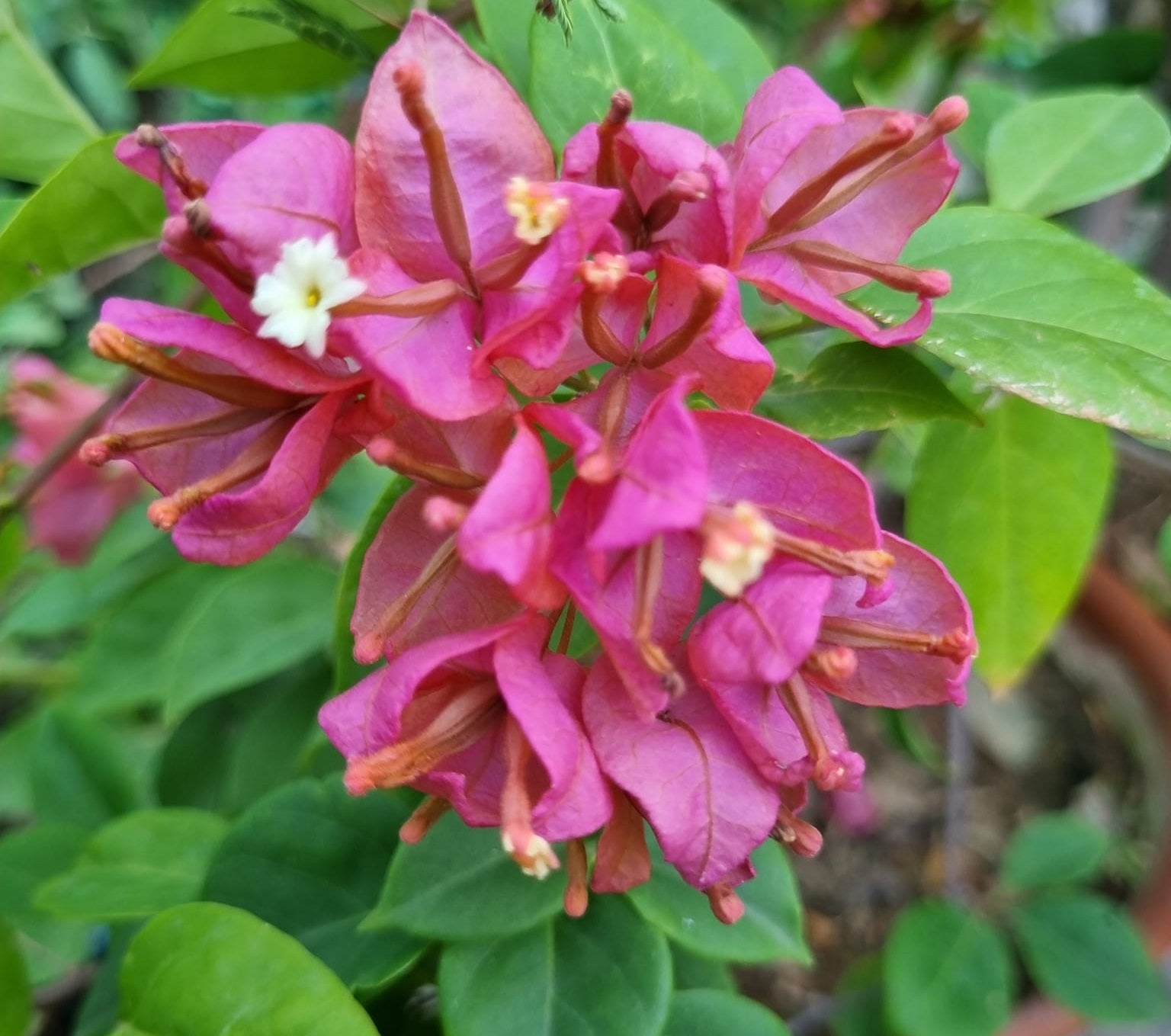 Tanglong Pink Bougainvillea flower plant