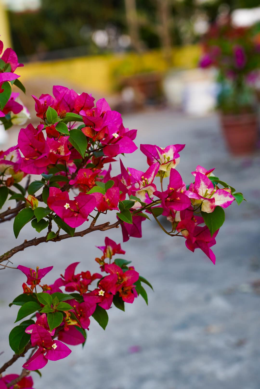 3 Star Bougainvillea flower plant