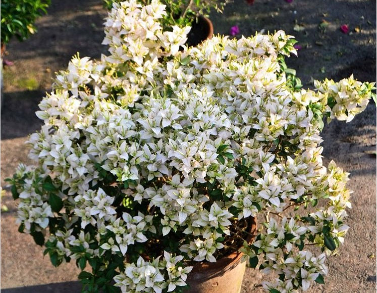 Balaka Bougainvillea flower plant