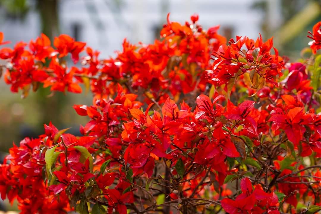 Flame Red Verigated Bougainvillea flower plant