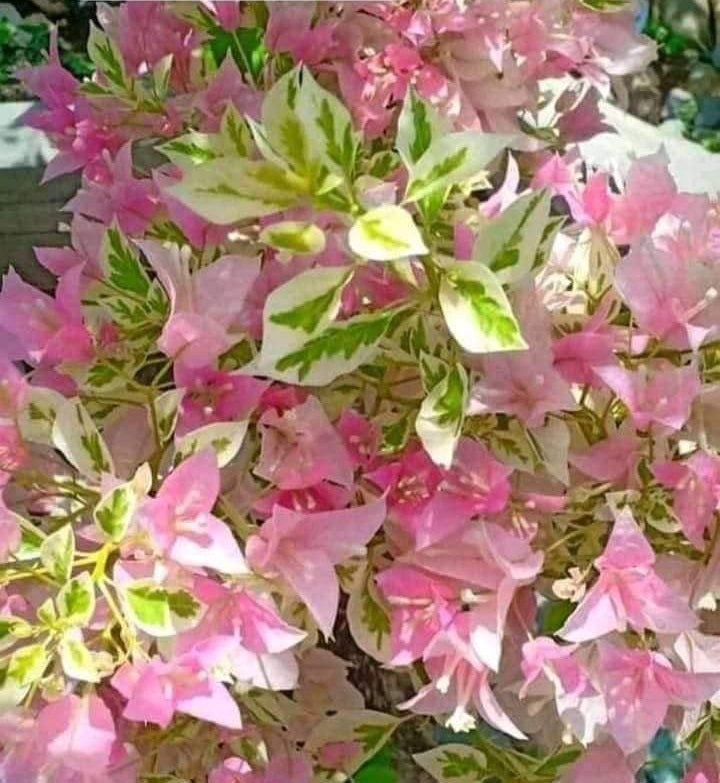 Pink Patch Bougainvillea flower plant