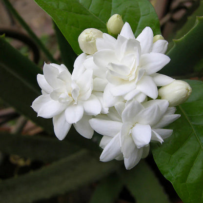 Jasmine Mini/Mogra  Flowering Plant - Naturemart.online