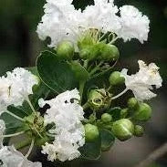 Frush Flowering Plant (White Colour) - Naturemart.online