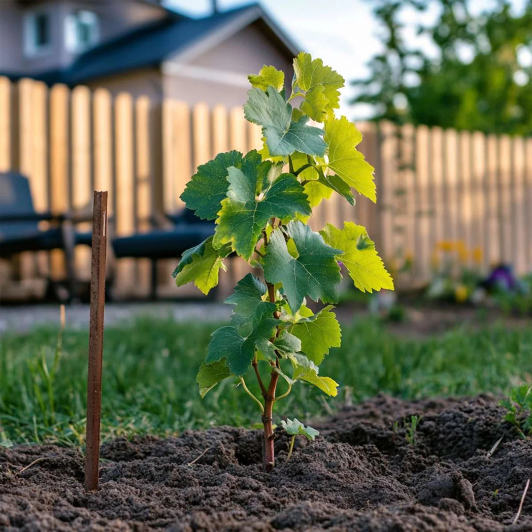 Cotton Candy grape vines fruit plant
