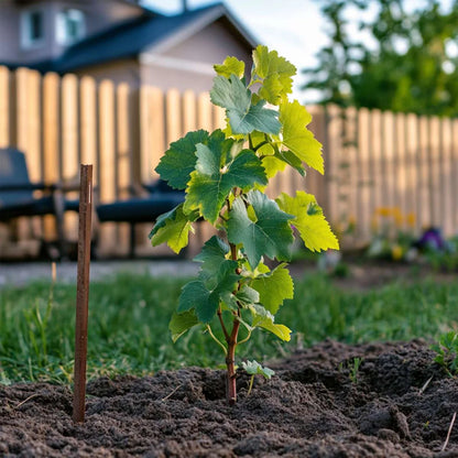 Cotton Candy grape vines fruit plant