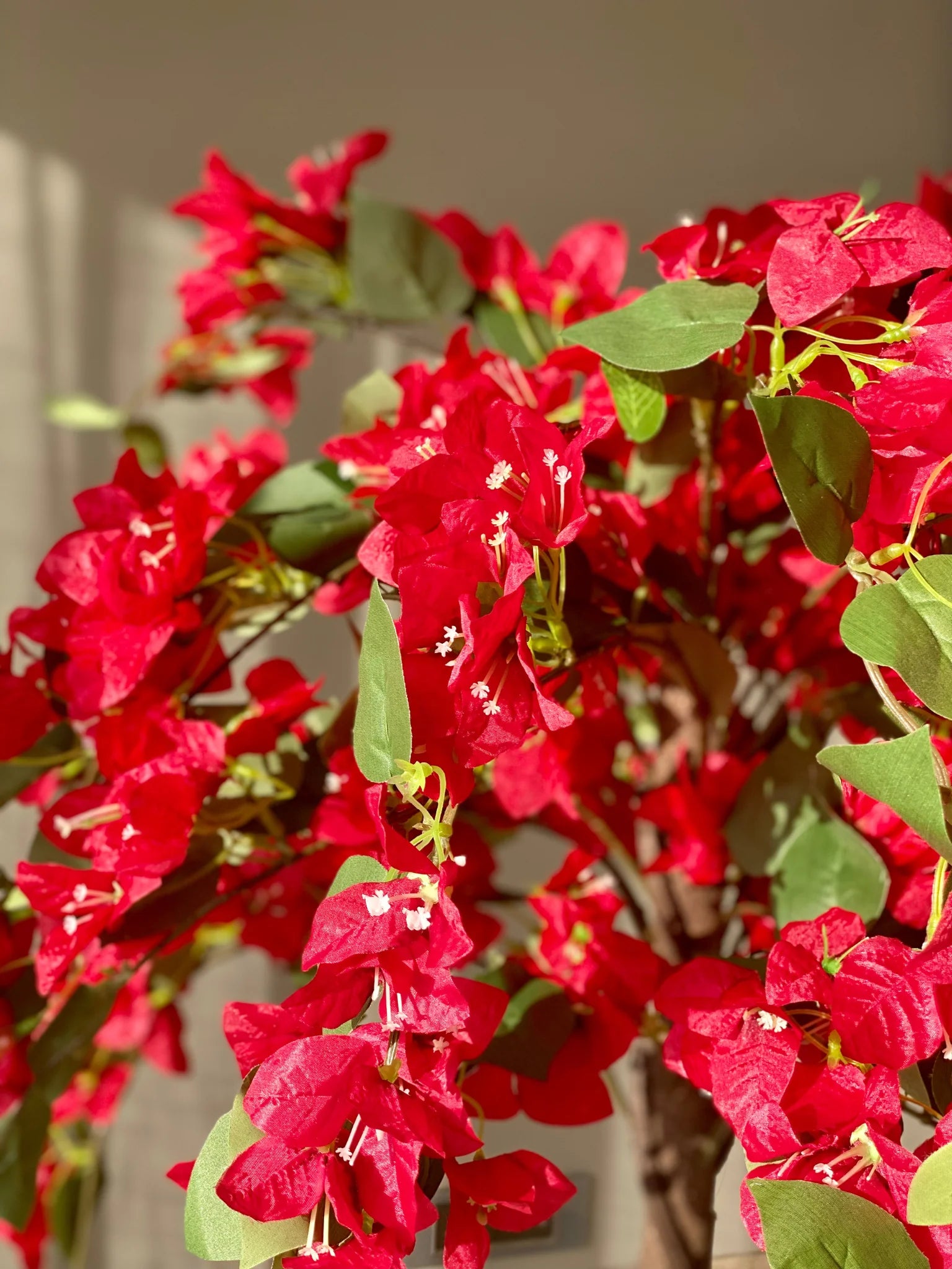 Red Diamond Bougainvillea flower plant