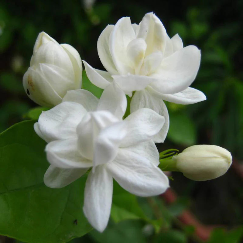 Jasmine Mini/Mogra  Flowering Plant - Naturemart.online