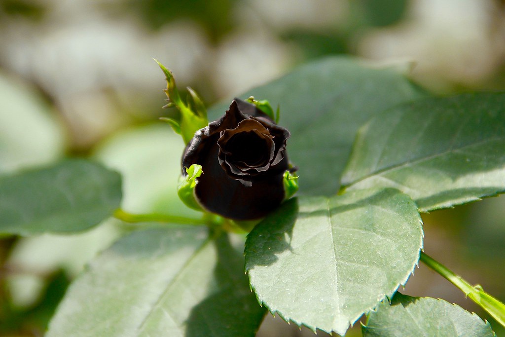 Black Rose Grafting Flower Plant - Naturemart.online