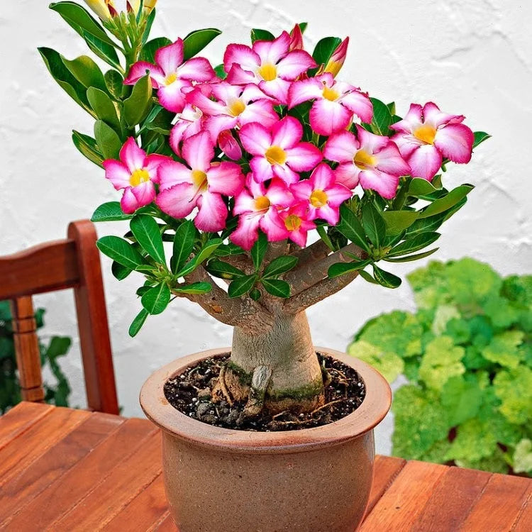 Aarabicum Adenium (Desert Rose) Plant