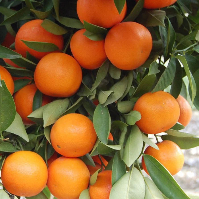 Satsuma Orange Fruit Plant(Grafted) - Naturemart.online