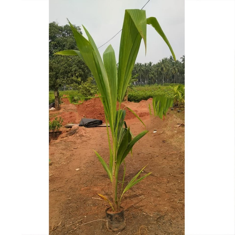 Chowghat Orange Dwarf Coconut Plant - Naturemart.online