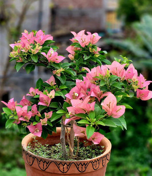 Kayata Bougainvillea flower plant