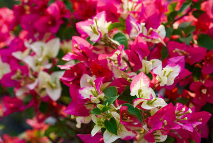 3 Star Bougainvillea flower plant