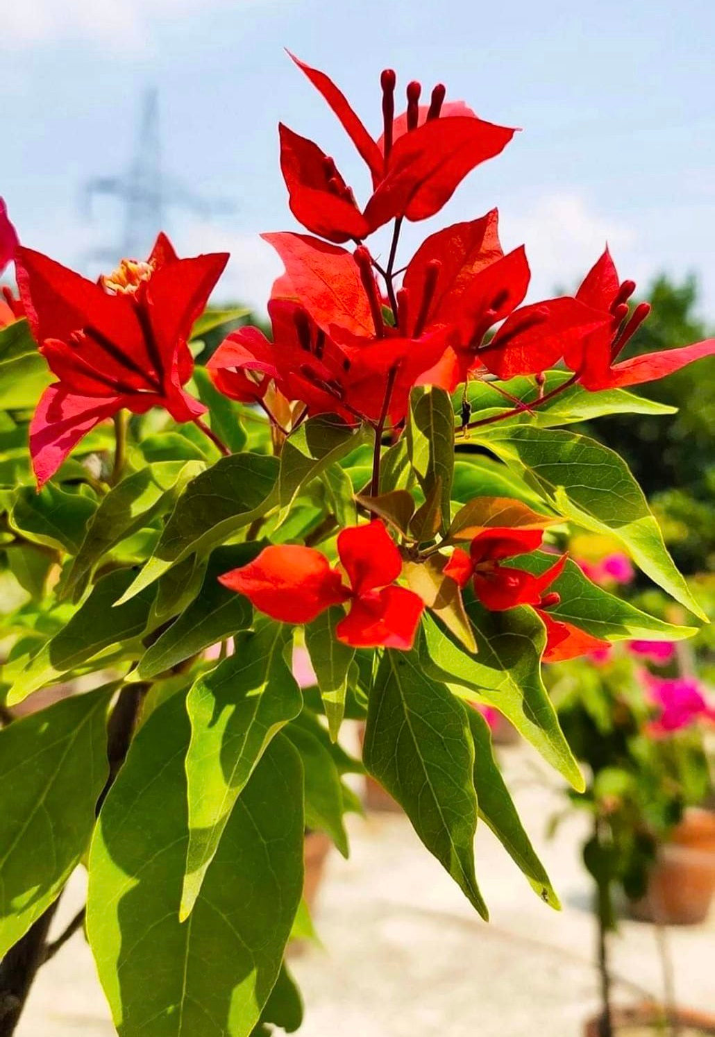 Flame Red Verigated Bougainvillea flower plant
