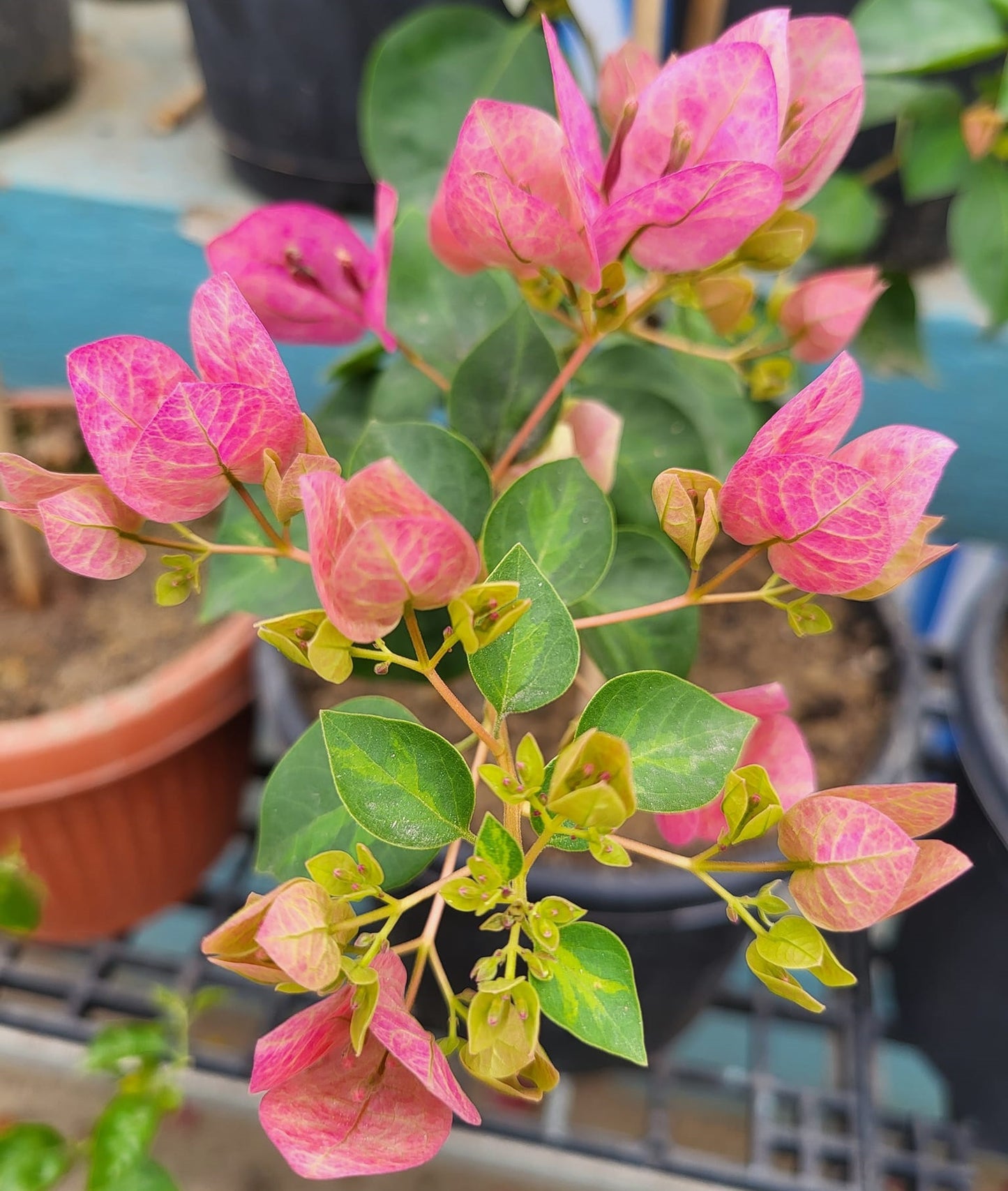 Lady Bird Bougainvillea flower plant
