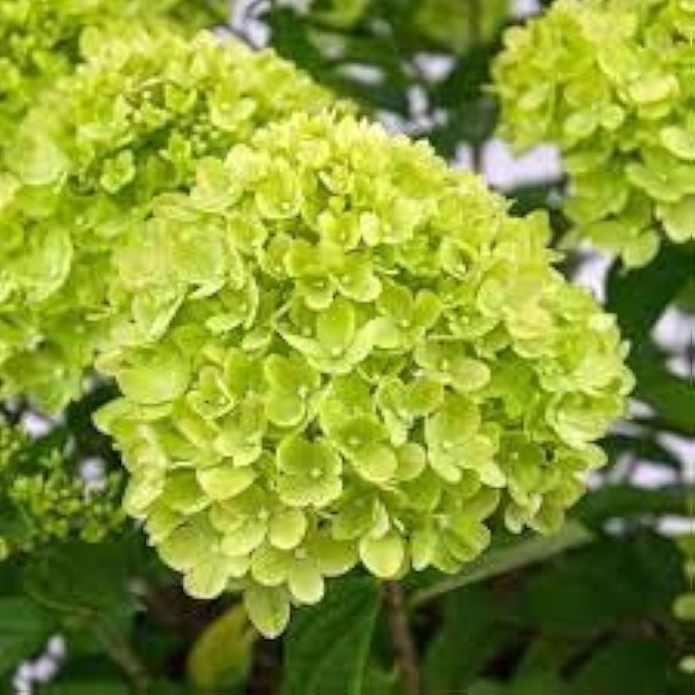 Hybrid Hydrengea Flowers Plant-Green - Naturemart.online