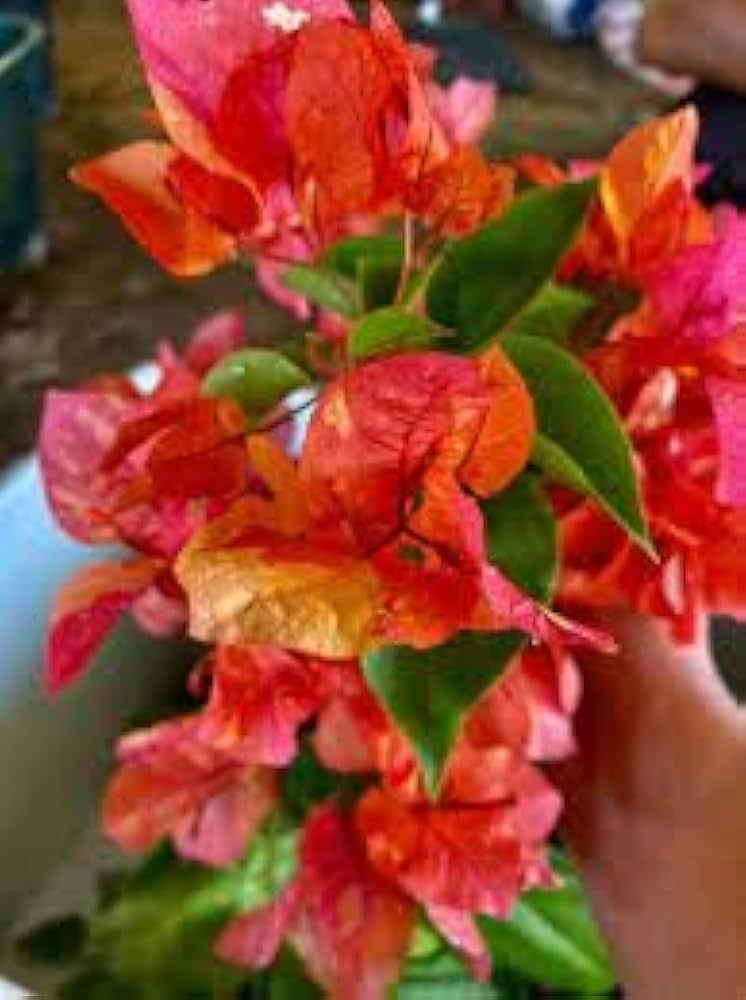 Adarna Bougainvillea Top Rare (grafted)