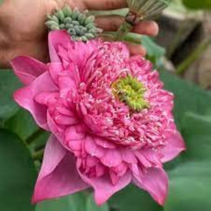 Rare Kaveri Lotus Flower tuber