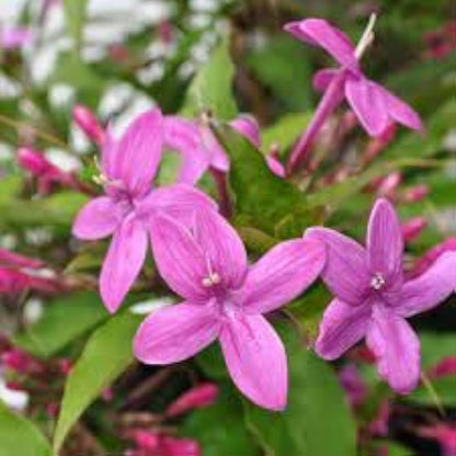 TAGAR FLOWERS PLANTS (BLUE)