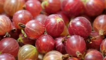 RED AMLA( Grafted )FRUIT PLANT